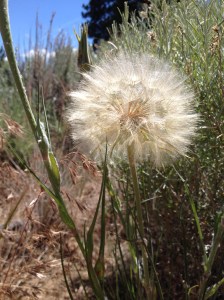 Salsify plant for reference