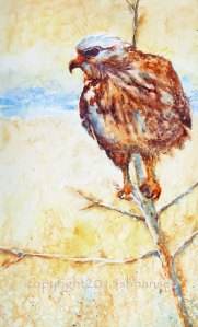 Hawk...background added