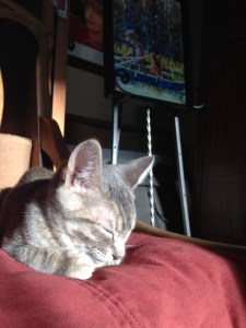 Little Luna-kitty. Don't be fooled by the calm demeanor