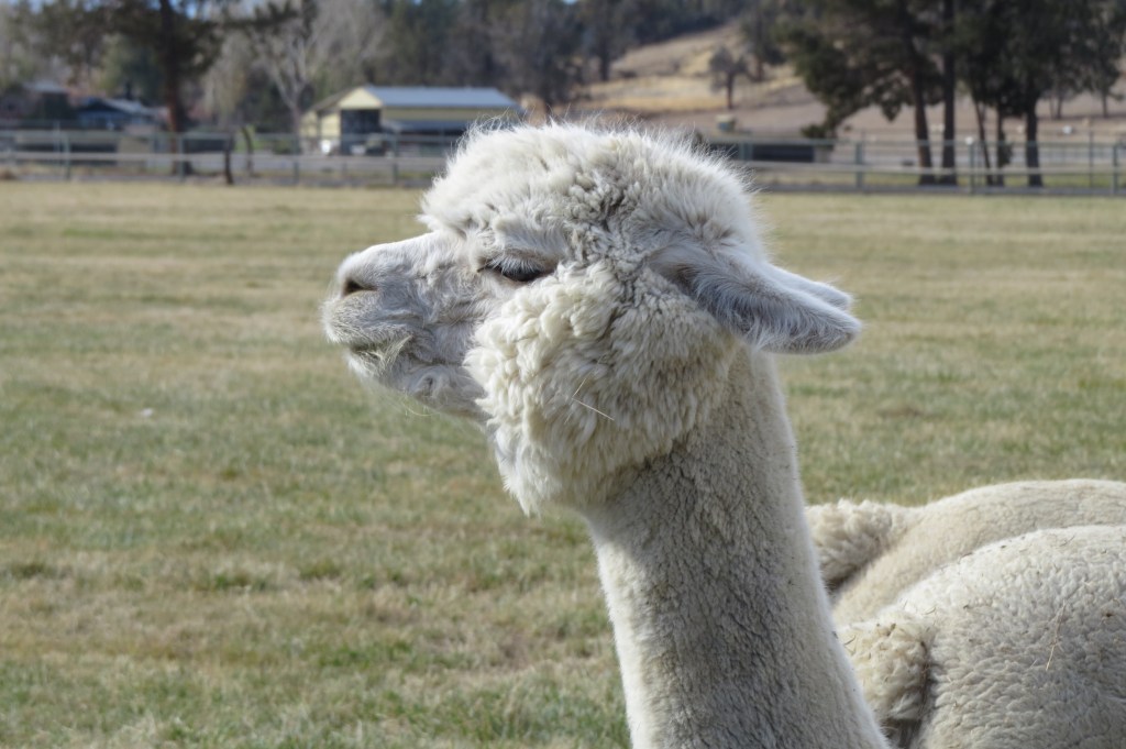 White alpaca. 