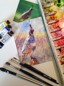 Quail in progress, 5x7 original watercolor on Plexiglas