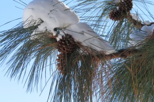 Reference photo for Pondo Pinecone
