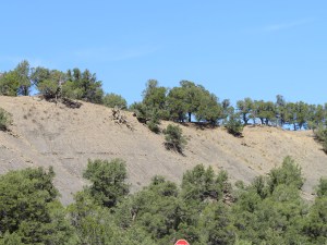 Ridge of trees in Colorado
